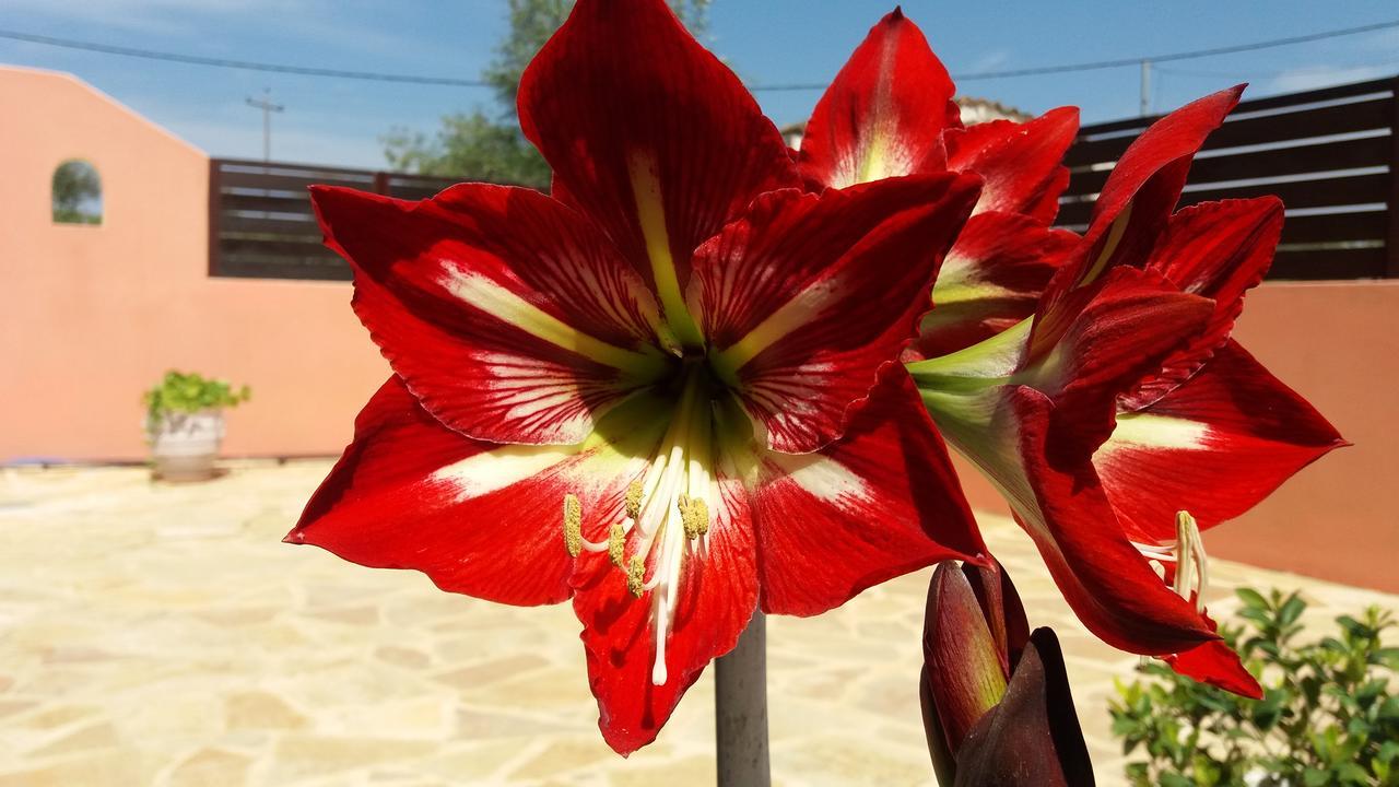 Amaryllis Boutique Apartments Moraitika Eksteriør billede